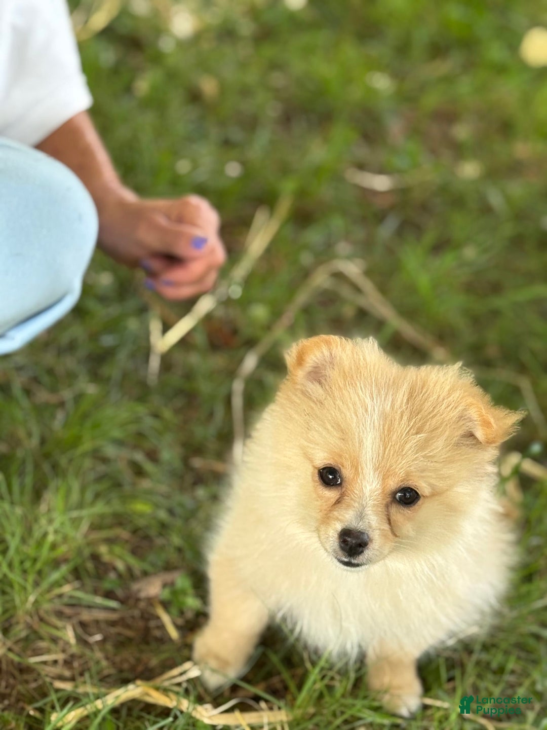 Pomeranian dogs for sale: Daffodil - Image 1