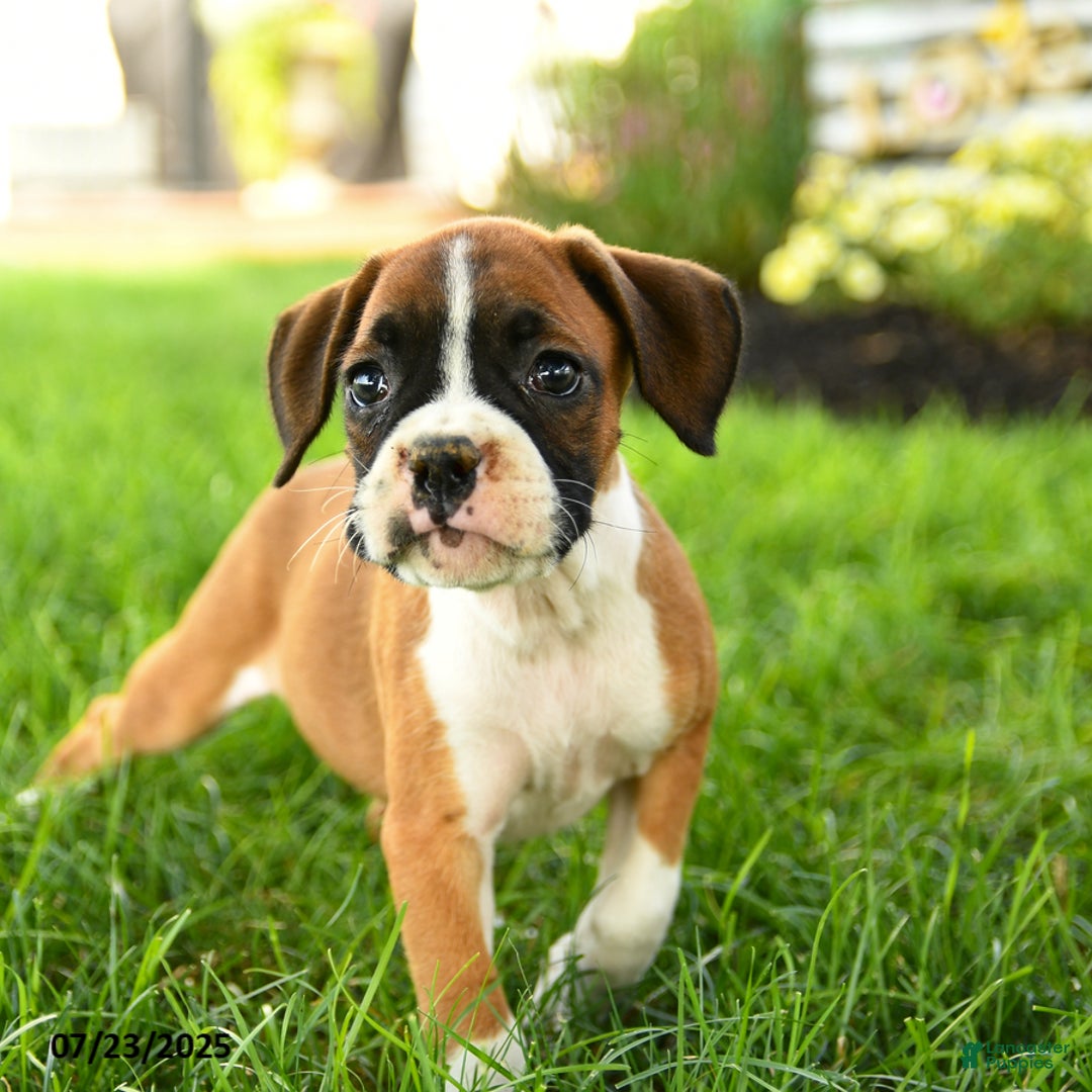 Boxer dogs for sale: Ella - Image 1
