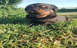 Rottweiler dogs for sale: Brown - Image 5