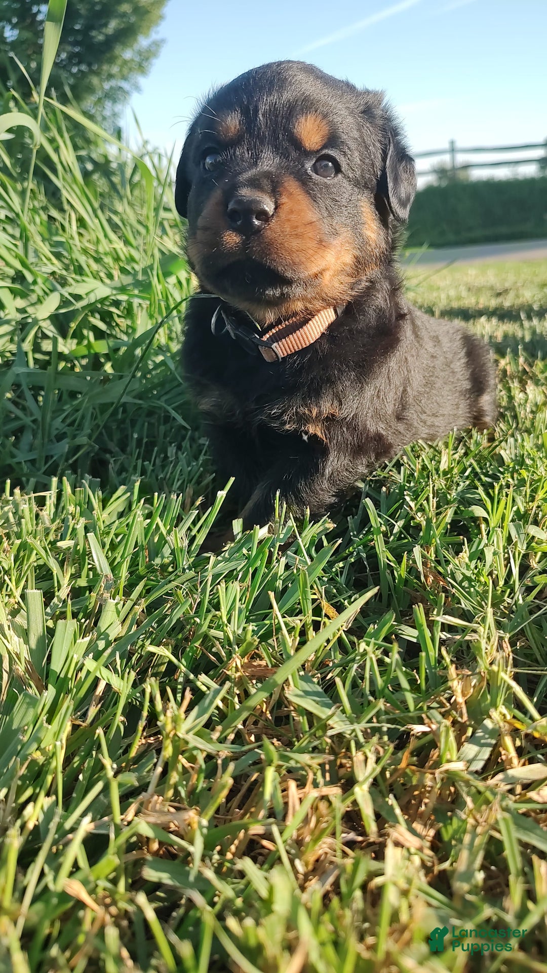 Rottweiler dogs for sale: Brown - Image 5