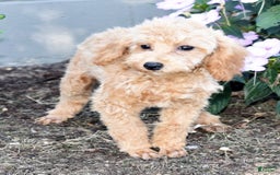 Toy Poodle dogs for sale: Tulip - Image 16