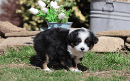 Miniature Australian Shepherd dogs for sale: Eisenhower - Image 13