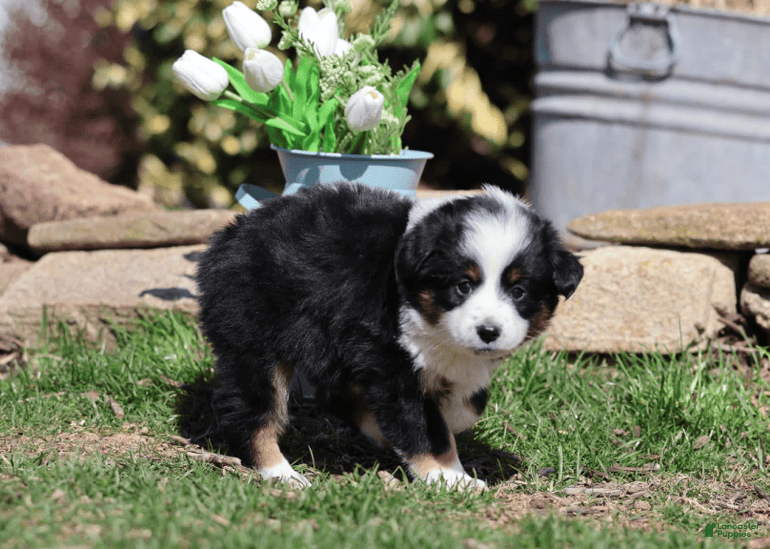 Miniature Australian Shepherd dogs for sale: Eisenhower - Image 13