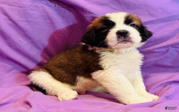 Saint Bernard dogs for sale: 14 Saints Available - Image 21