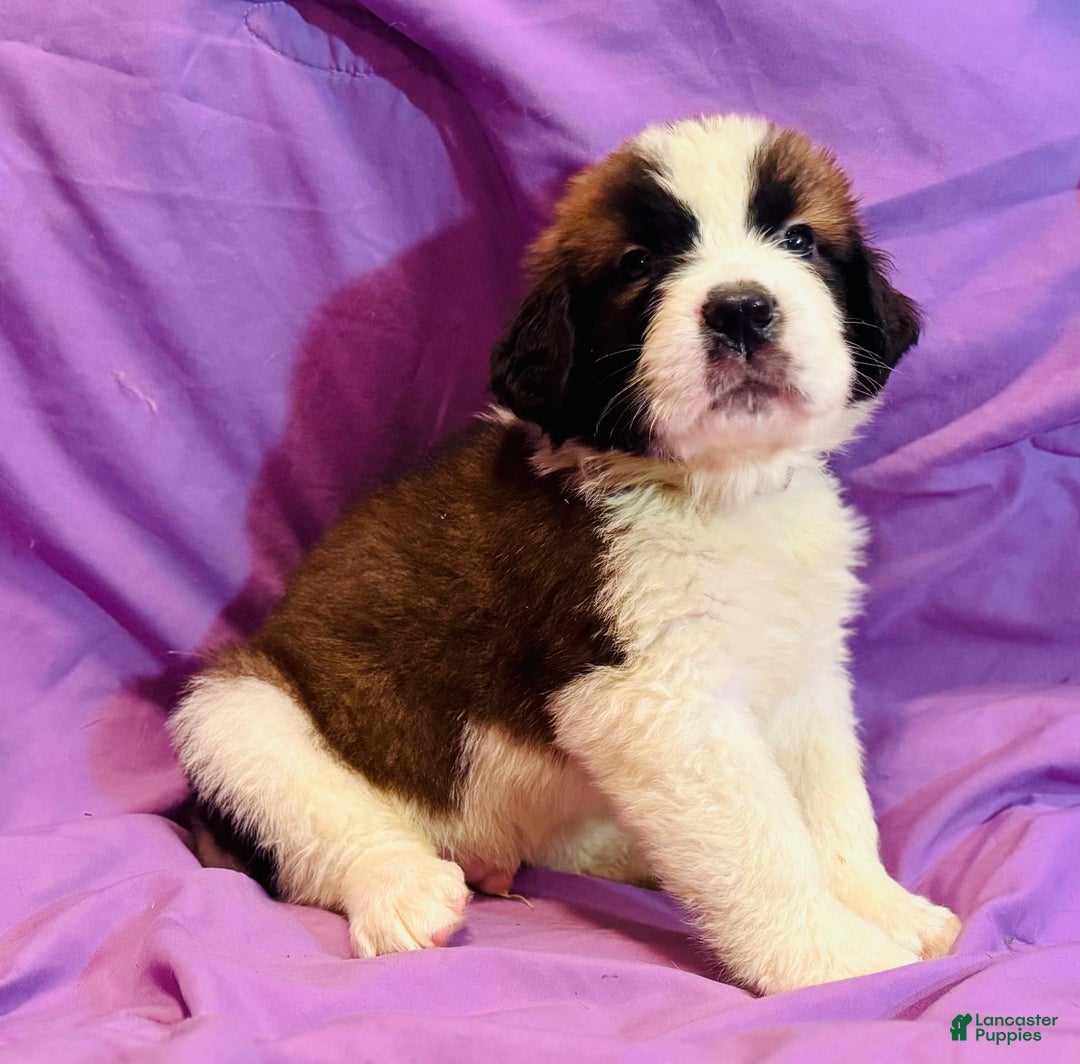 Saint Bernard dogs for sale: 14 Saints Available - Image 21