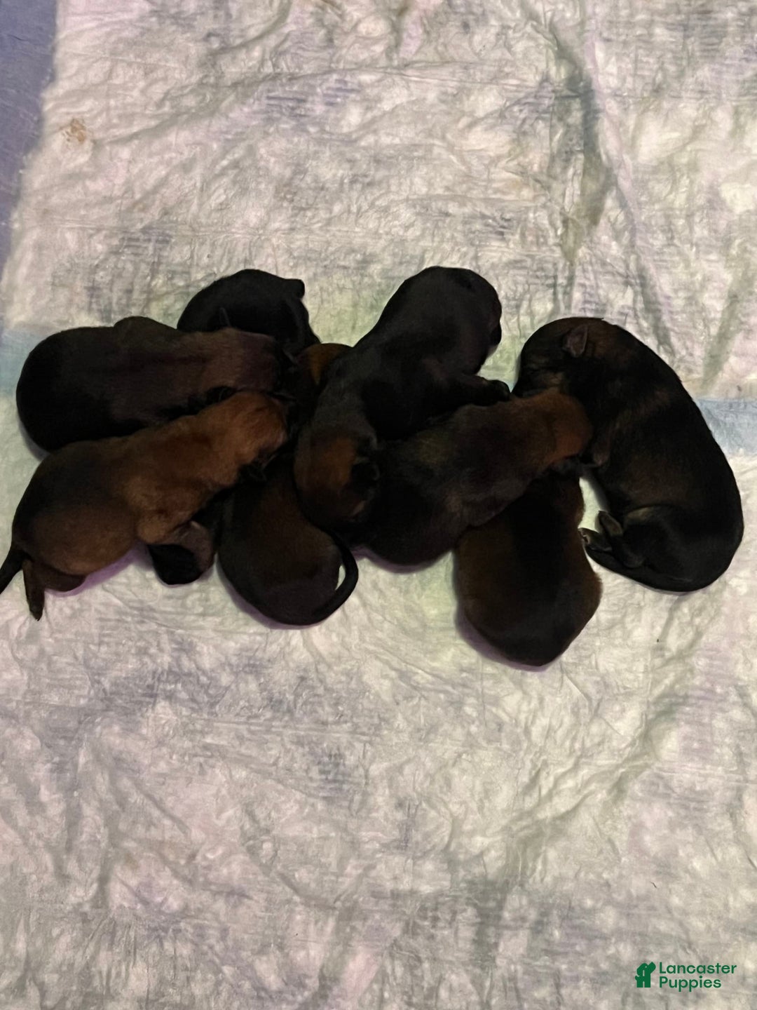 German Shepherd dogs for sale: Daisy - Image 7