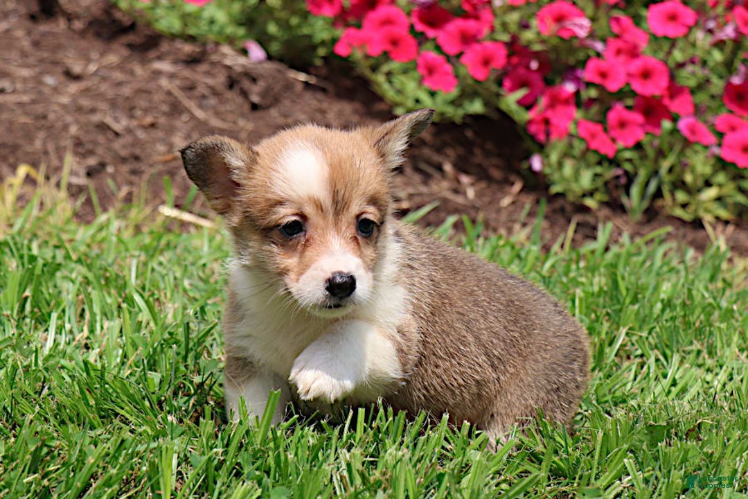Welsh Corgi Pembroke dogs for sale: Bridget - Image 3