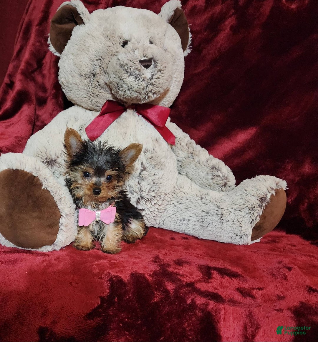Yorkshire Terrier dogs for sale: Munchkin - Image 3