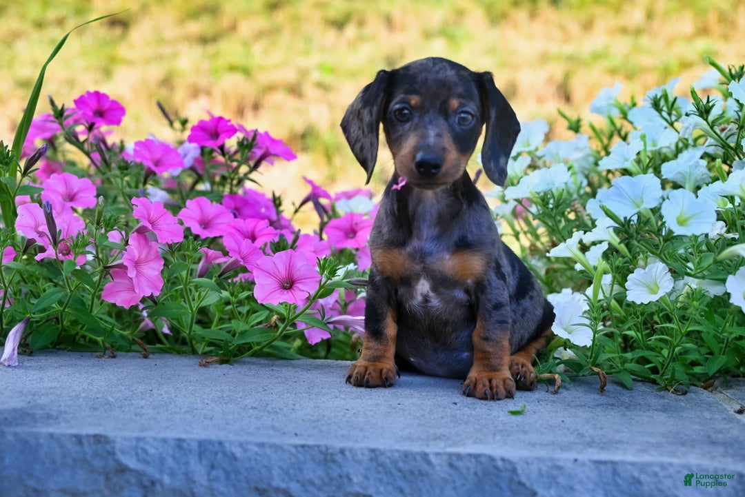 Miniature Dachshund dogs for sale: Sophie - Image 4