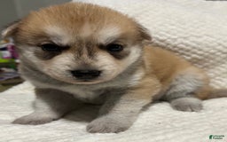 Siberian Husky dogs for sale: J5 - Image 7