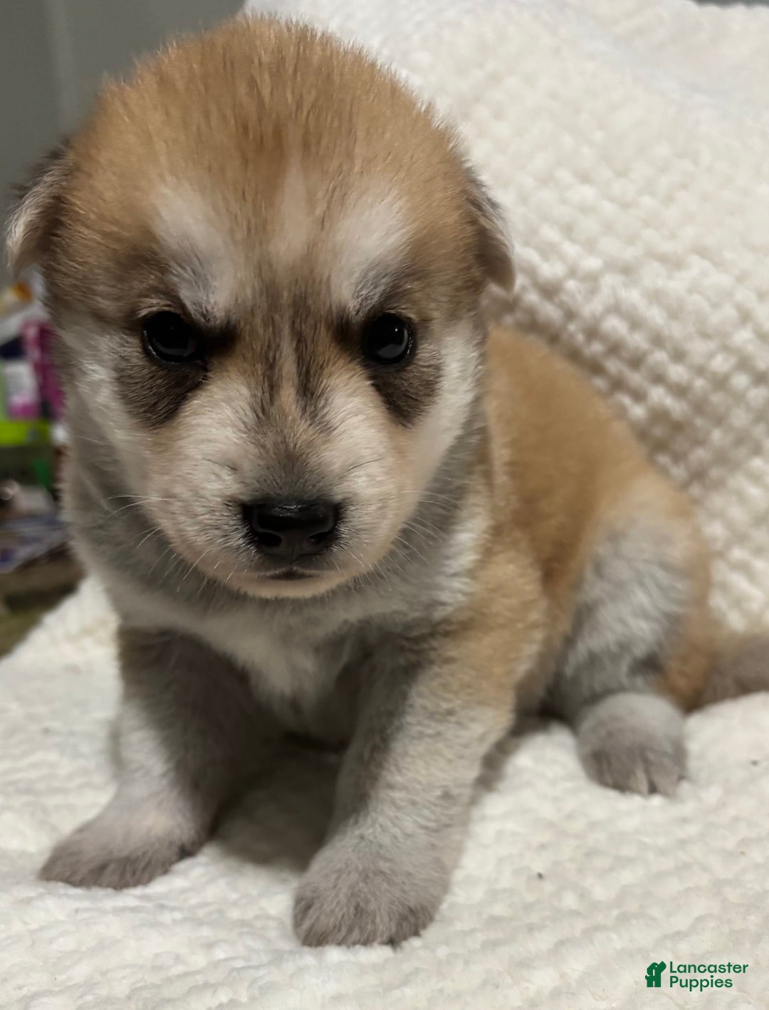 Siberian Husky dogs for sale: J5 - Image 7