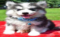 Pomsky dogs for sale: Callie - Image 3