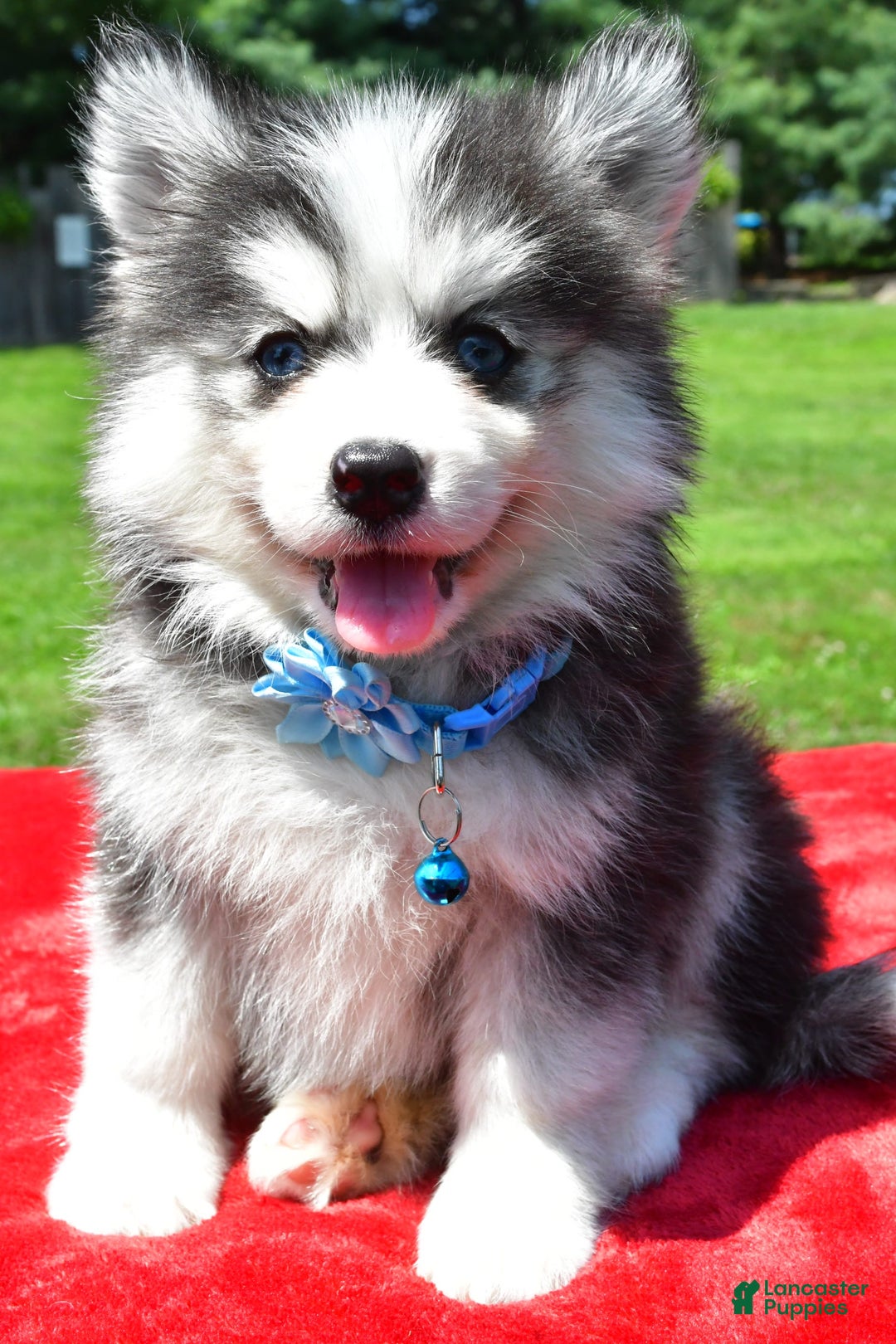 Pomsky dogs for sale: Callie - Image 3
