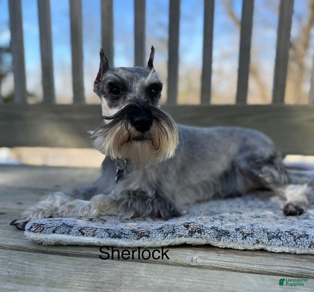 Miniature Schnauzer dogs for sale: Aj - Image 4