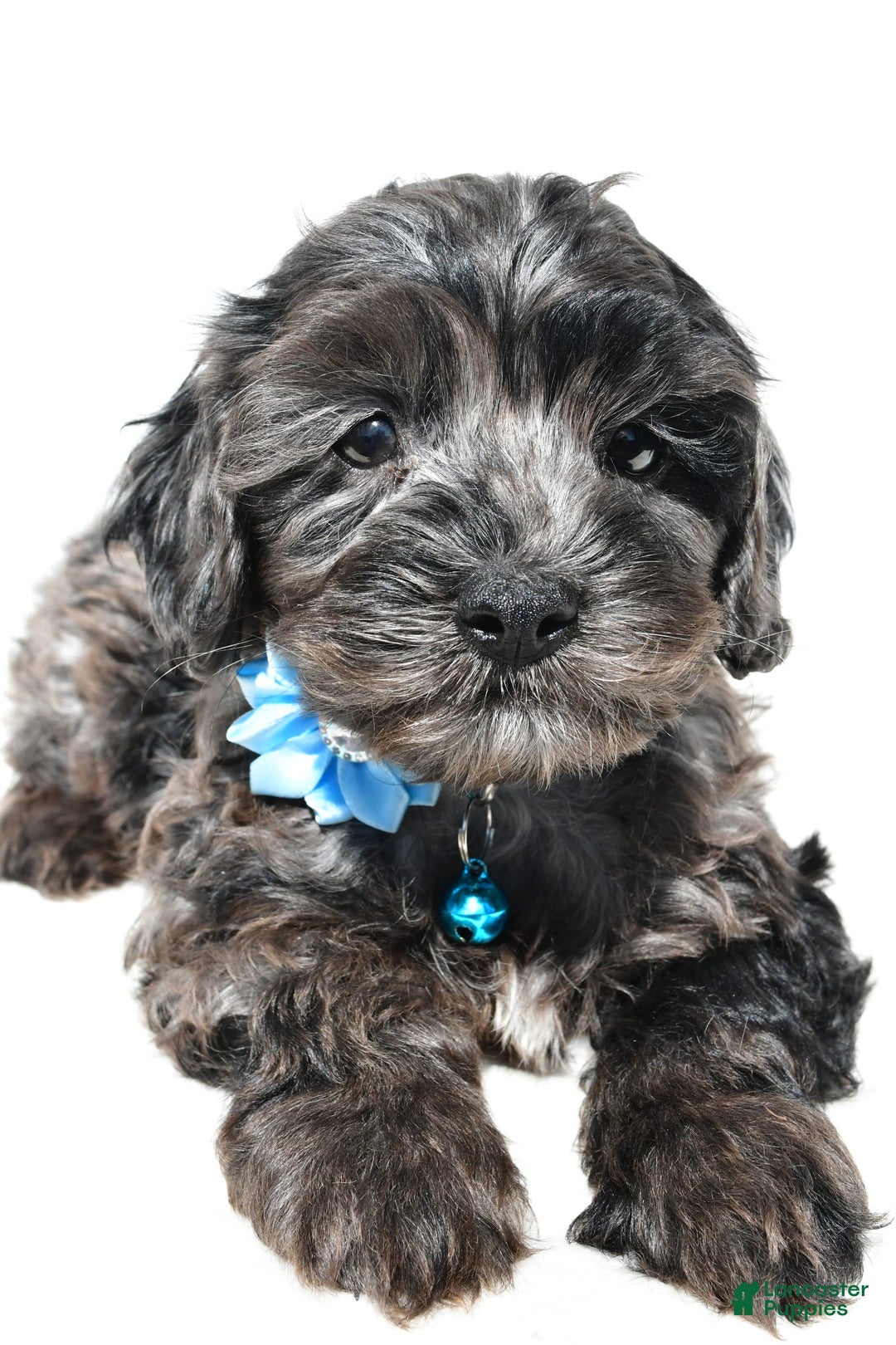 Cockapoo dogs for sale: Wanda - Image 3