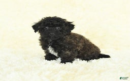 Bichpoo dogs for sale: Graham Cracker - Image 4