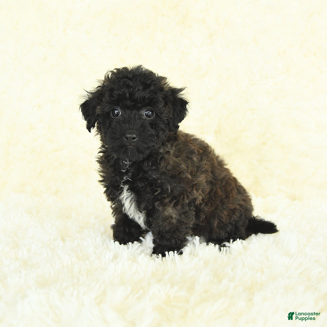 Bichpoo dogs for sale: Graham Cracker - Image 4