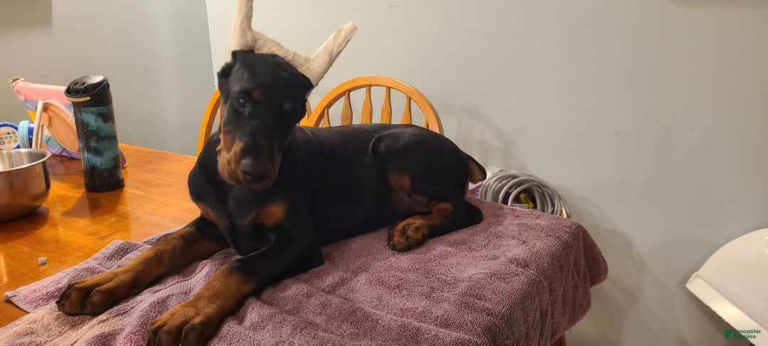 Doberman Pinscher dogs for sale: Athena Orange Collar Female - Image 7