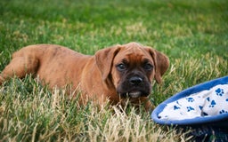 Boxer dogs for sale: Crew - Image 9