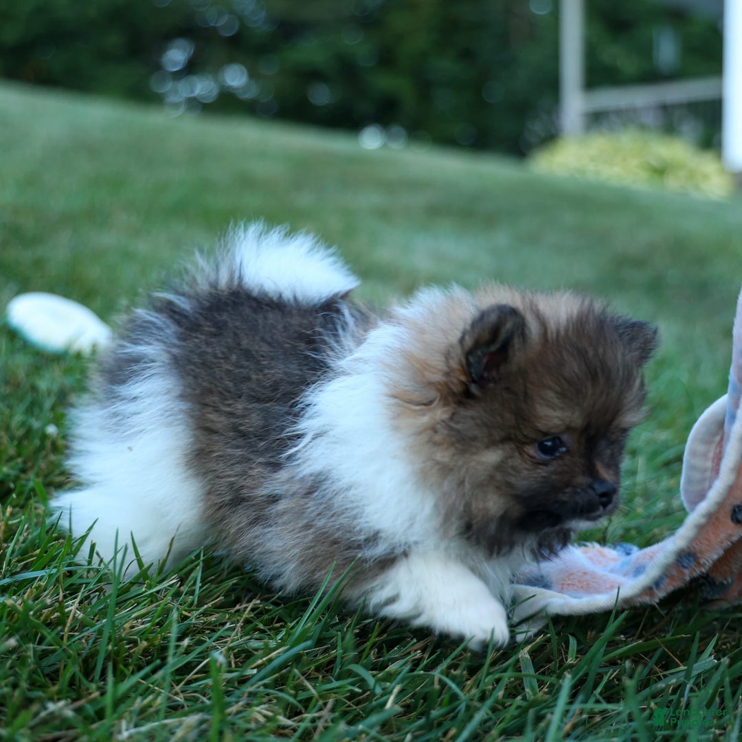 Pomeranian dogs for sale: Bobby - Image 19