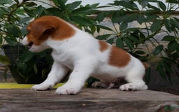 Jack Russell Terrier dogs for sale: Tip - Image 2