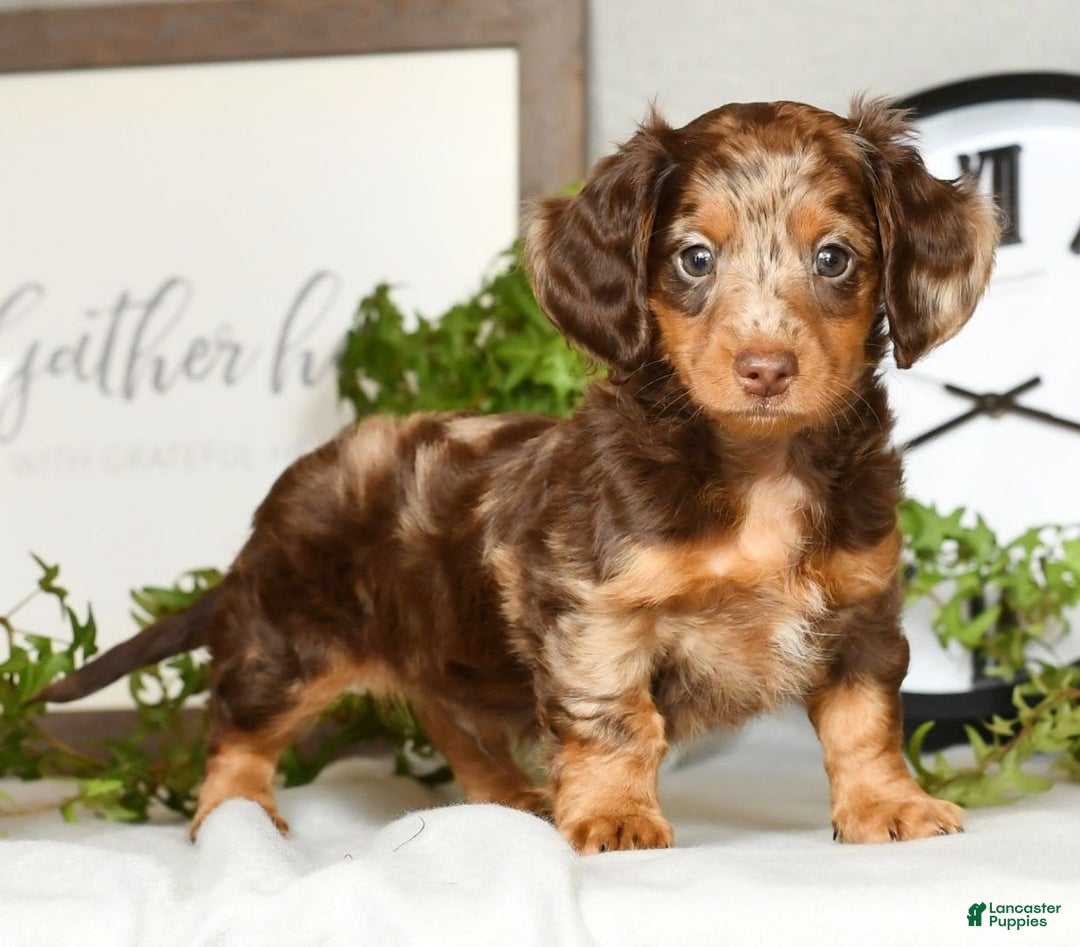 Miniature Dachshund dogs for sale: Anton - Image 3