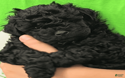 Miniature Poodle dogs for sale: Sonic - Image 6