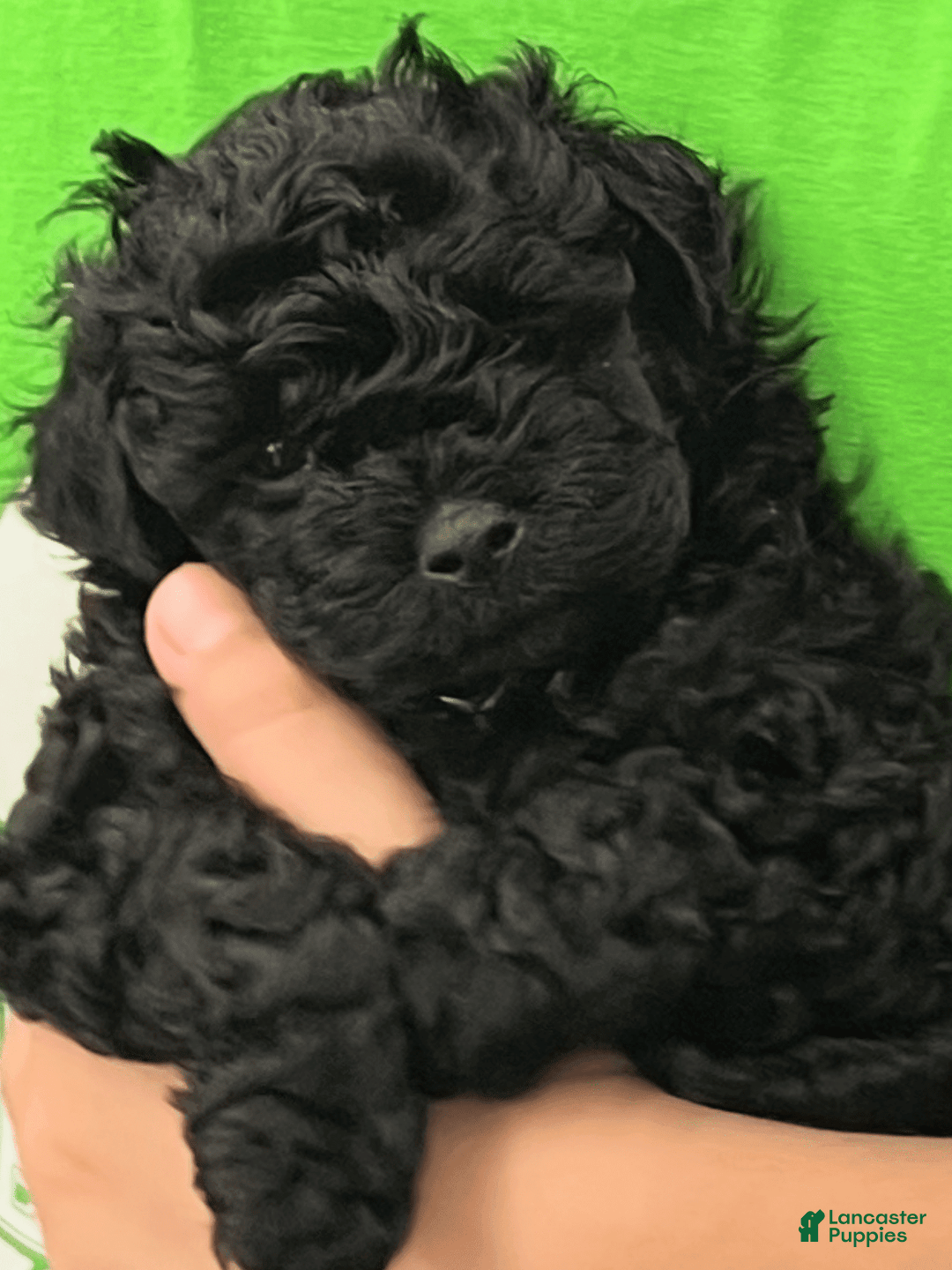 Miniature Poodle dogs for sale: Sonic - Image 6