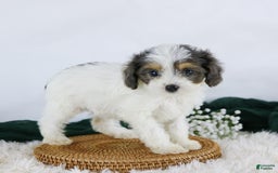 Cavapoo dogs for sale: Blossom - Image 2