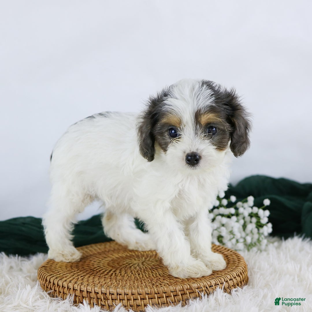 Cavapoo dogs for sale: Blossom - Image 2