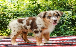 Australian Shepherd dogs for sale: Mikey - Image 9