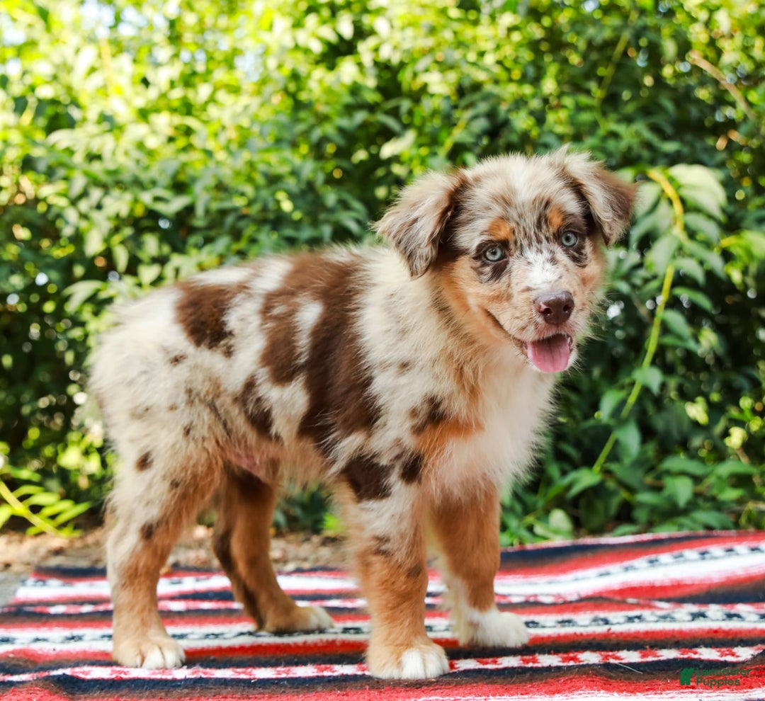 Australian Shepherd dogs for sale: Mikey - Image 9