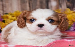 Cavalier King Charles Spaniel dogs for sale: Eclipse - Image 4