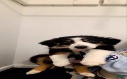 Australian Shepherd dogs for sale: Riley Fully Vaccinated - Image 10