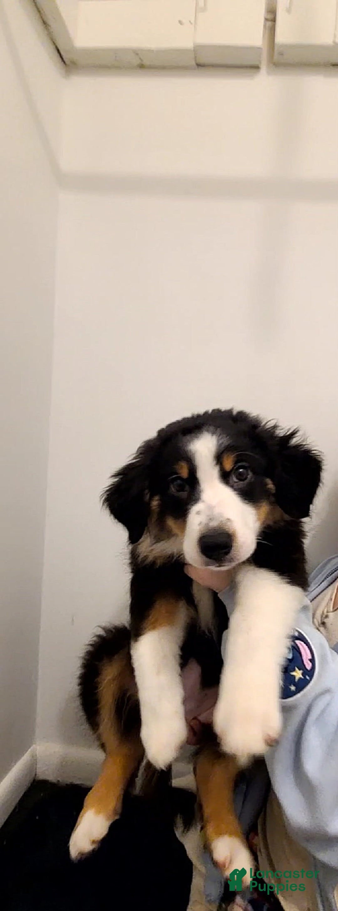 Australian Shepherd dogs for sale: Riley Fully Vaccinated - Image 10