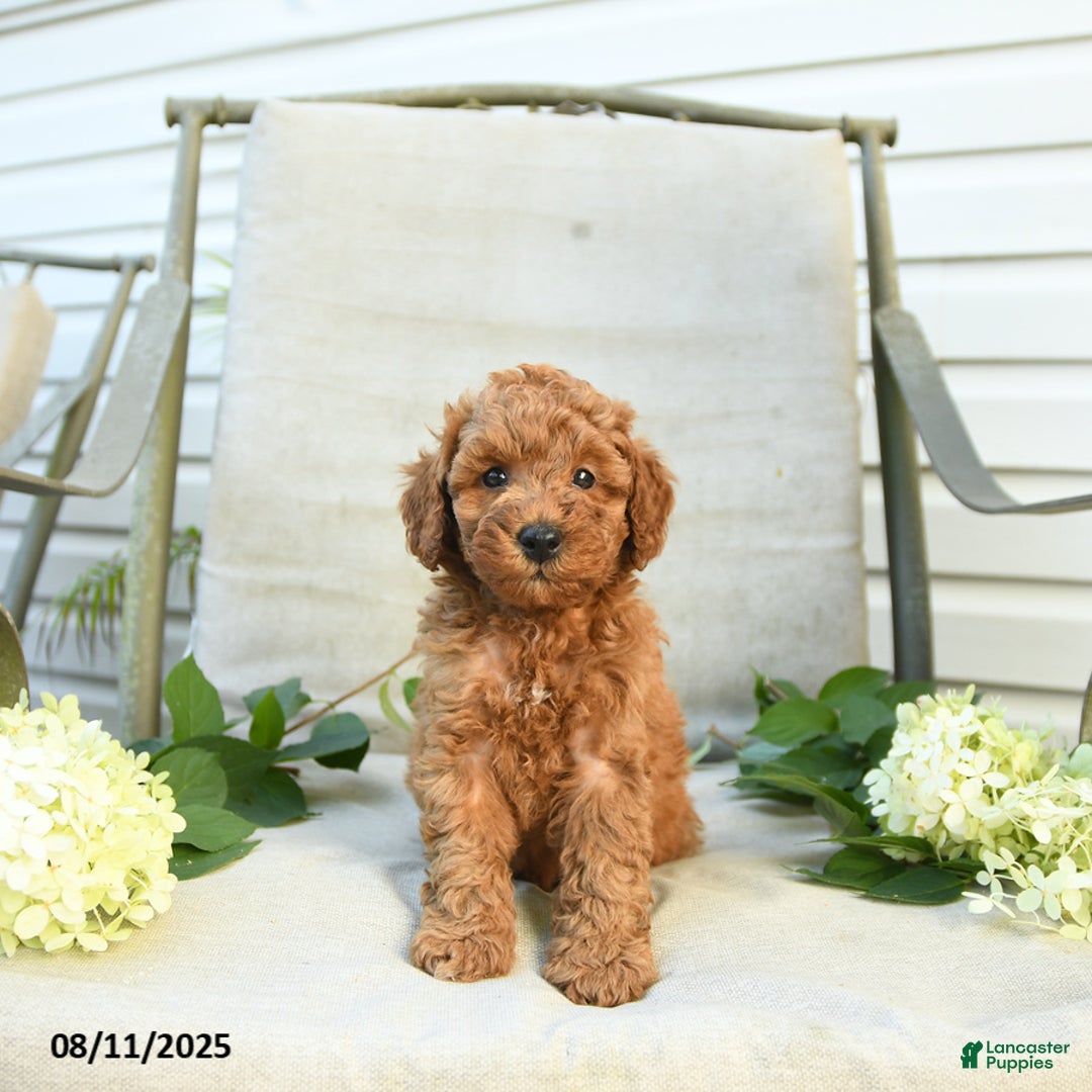 Mini Goldendoodle dogs for sale: Jason - Image 5