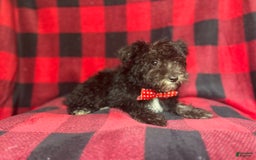 Miniature Schnauzer dogs for sale: Shooter - Image 5