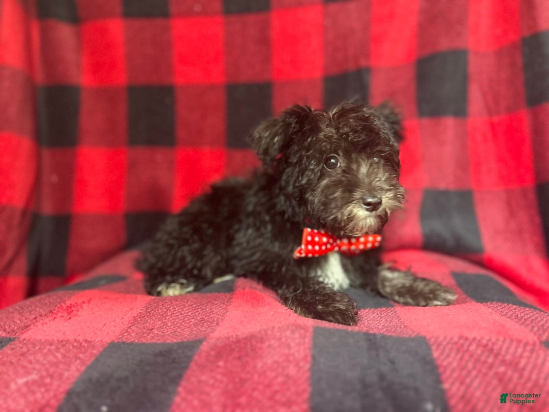 Miniature Schnauzer dogs for sale: Shooter - Image 5