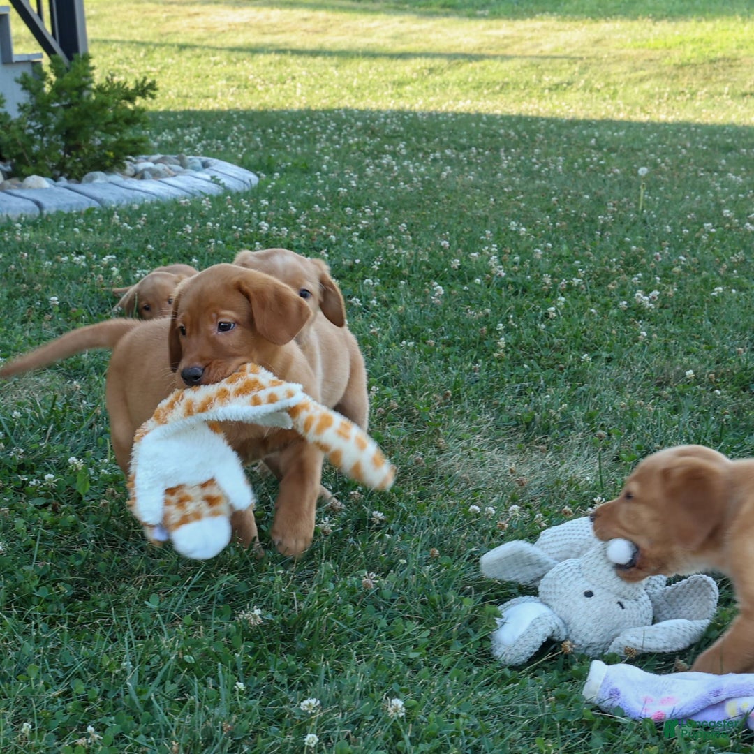 Labrador Retriever dogs for sale: Gus - Image 10