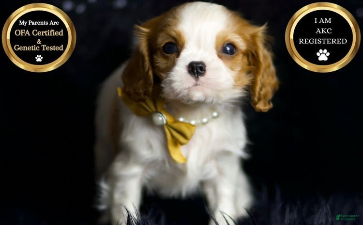 Cavalier King Charles Spaniel dogs for sale - Ad 3