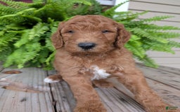 Goldendoodle dogs for sale: Teddy - Image 14