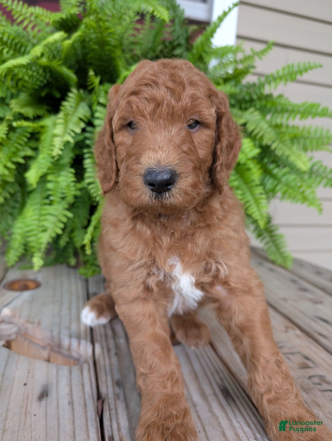 Goldendoodle dogs for sale: Teddy - Image 14
