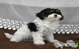 Cavapoo dogs for sale: Wilder - Image 2