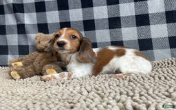 Miniature Dachshund dogs for sale: Kurt - Image 1