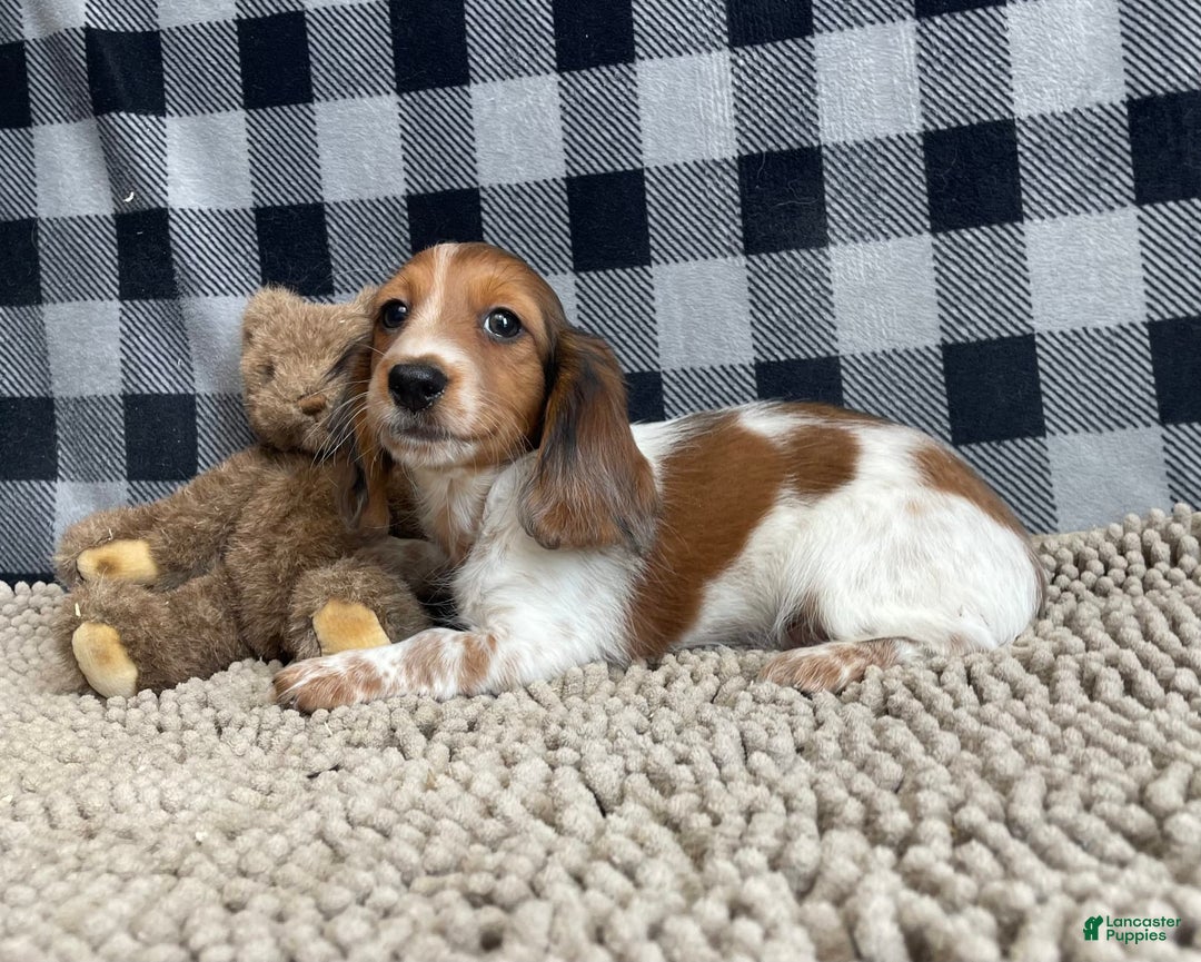 Miniature Dachshund dogs for sale: Kurt - Image 1