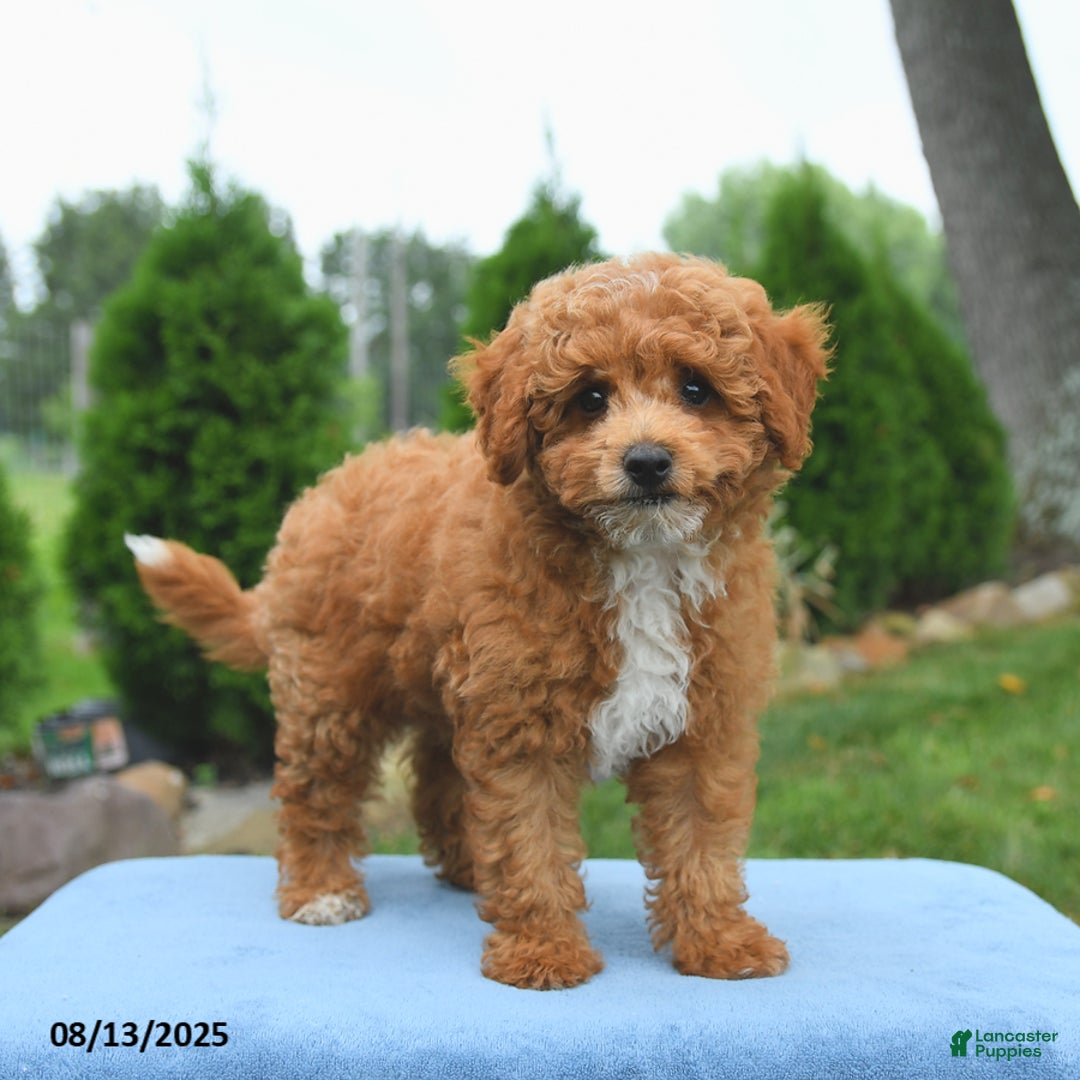 Bichpoo dogs for sale: Apollo - Image 1