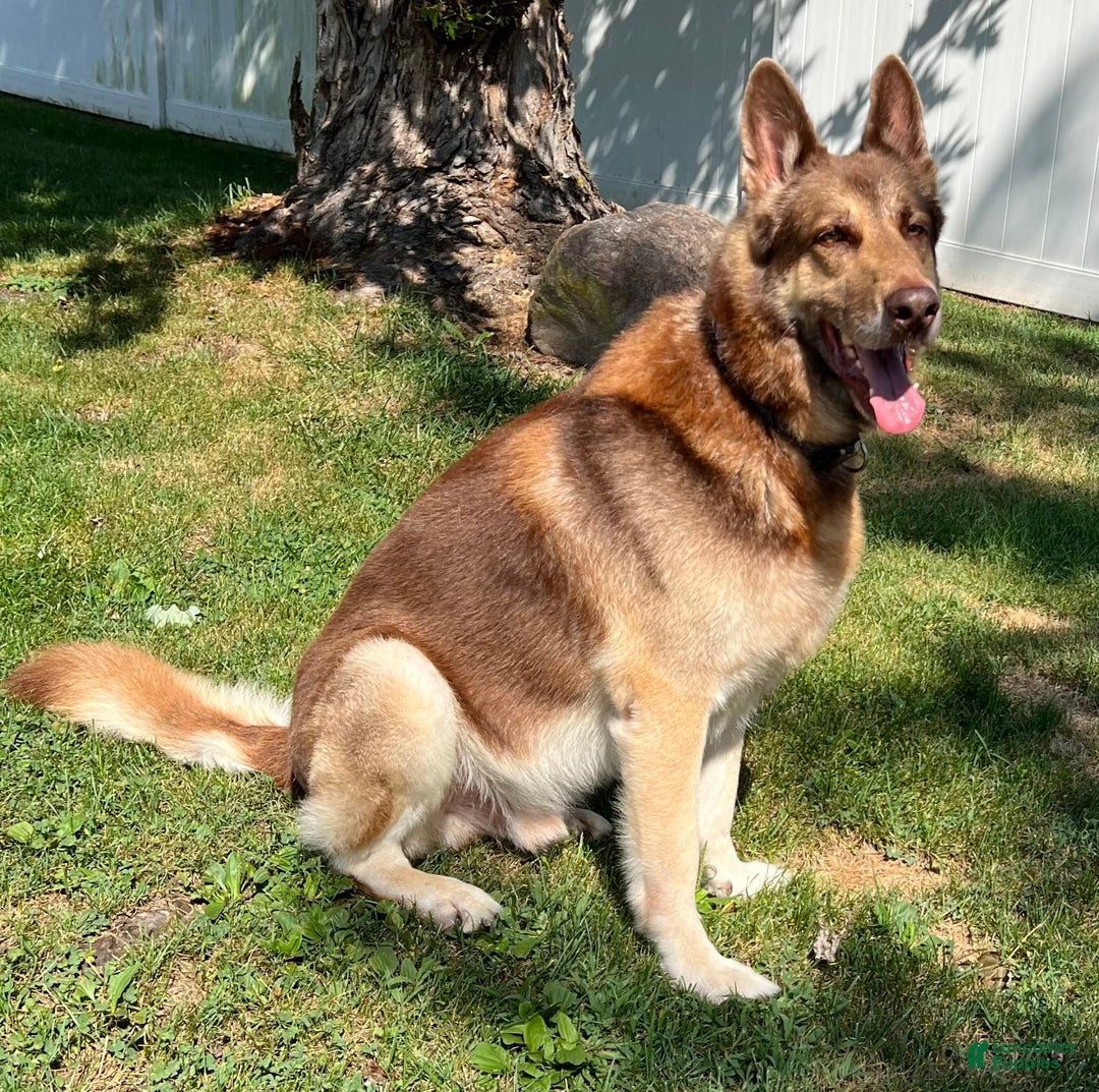 German Shepherd dogs for stud: Rafiki Von Moyer Haus - Image 4