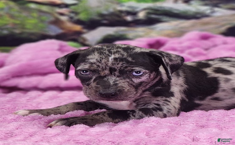 Catahoula Leopard Dog dogs for sale - Ad 1