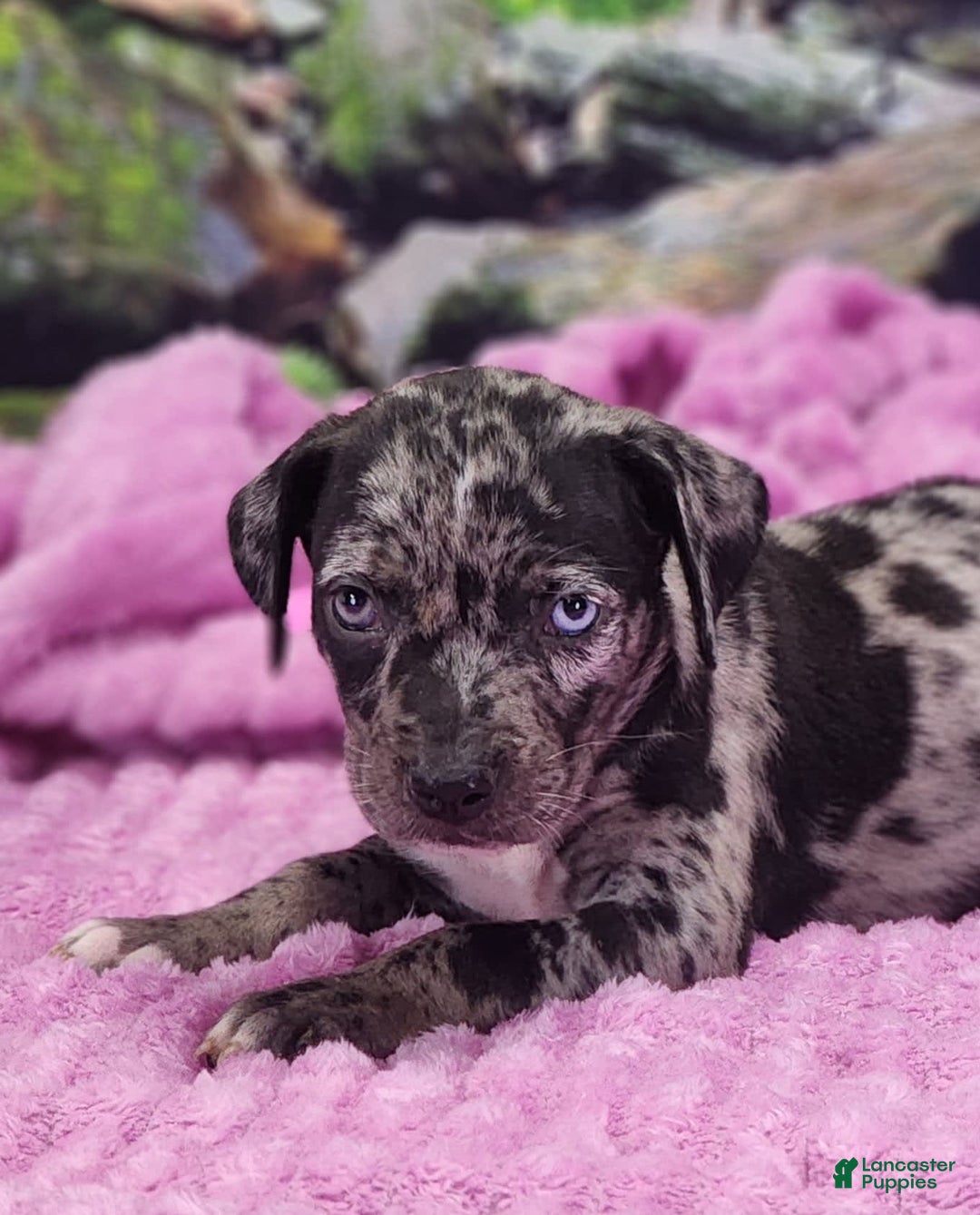 Catahoula Leopard Dog dogs for sale: Luna 2025 Female 1 - Image 1