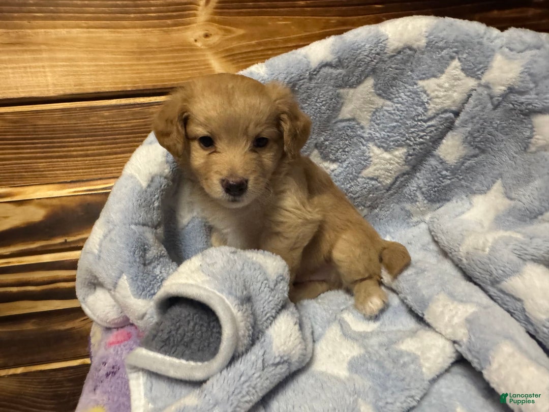Mini Aussiedoodle dogs for sale: Mini Aussiedoodle 6 puppies - Image 3